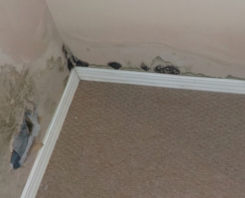 Dangerous black mold in a bedroom