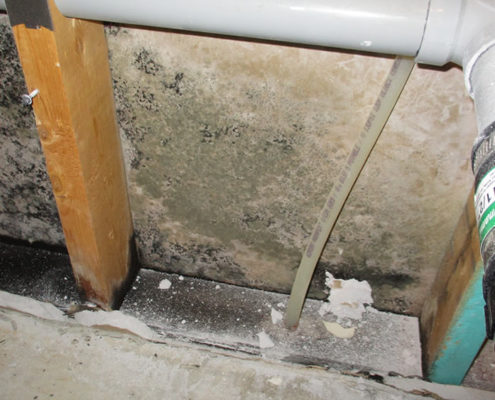 Dangerous black mold behind wall near plumbing