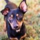 Picture of a black and brown dog