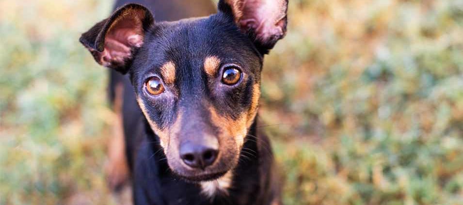 Picture of a black and brown dog