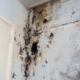 black mold on a wall