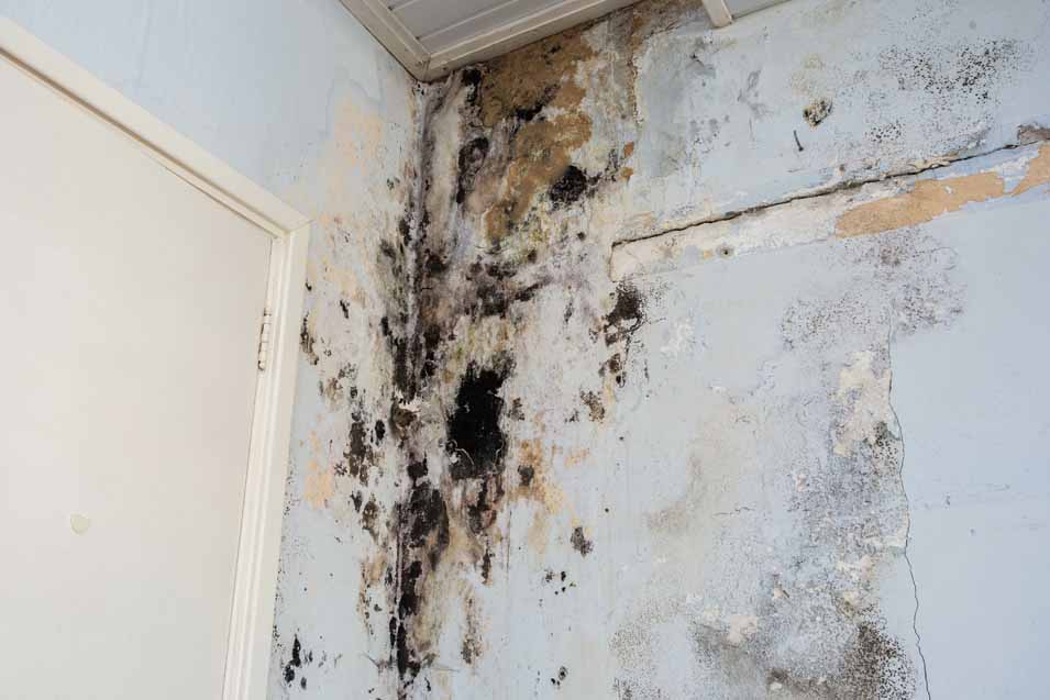 Mold on Food Vs. Mold on Walls